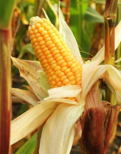 a close up of a corn on the cob