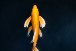 yellow and white fish in water
