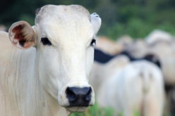 white cow on green grass field
